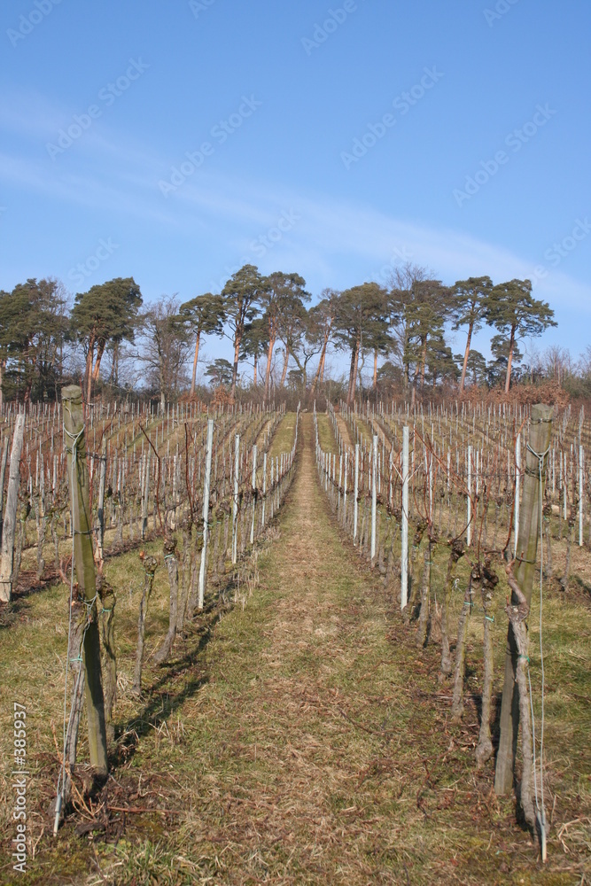 Obraz premium vignes et alignement