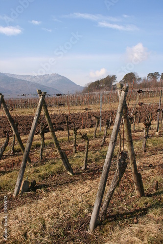 culture, vigne et montagne