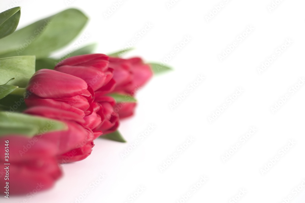 row of tulips, shallow dept row of tulips, shallow dept