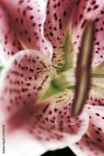 summer flower