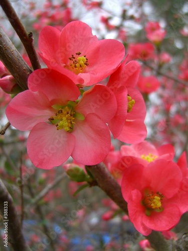 flowering quince
