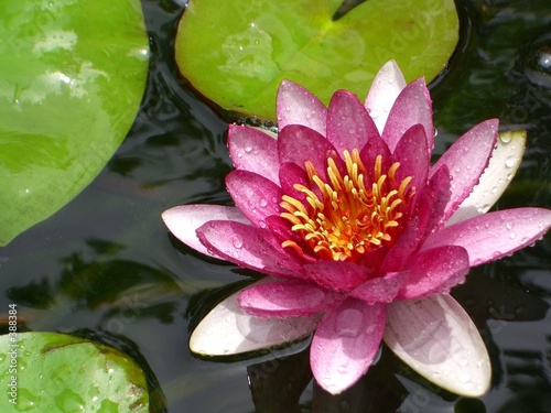 pink water lily