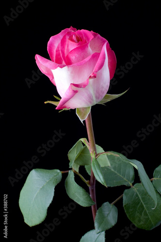 pink rose