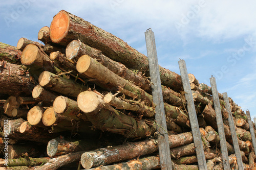 Foto timber by the truckload