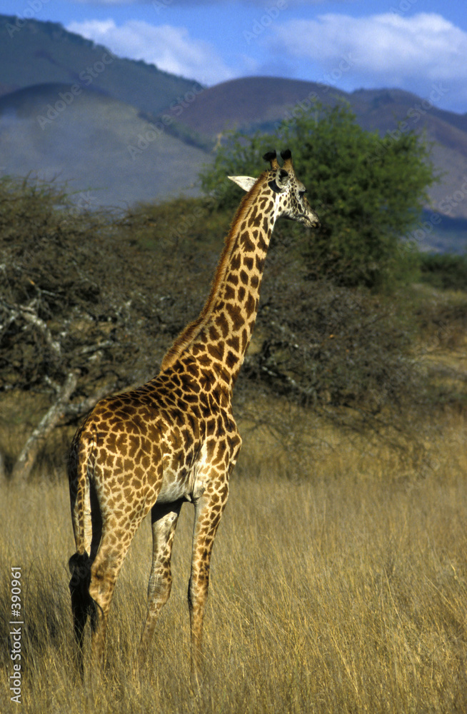 giraffe and mountains