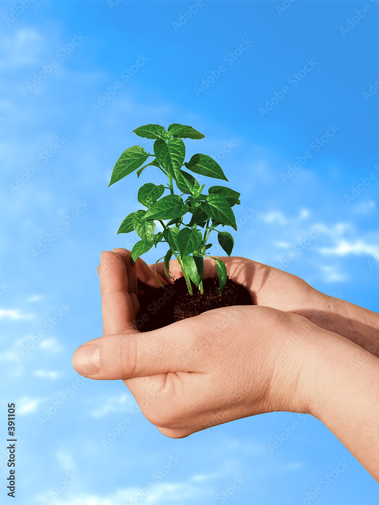 Фотография plant in hand