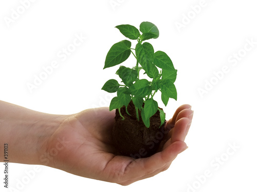 plant in hand photo