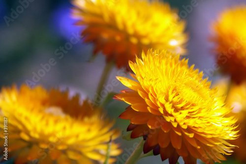yellow straw flowers macro