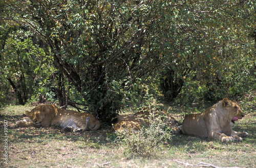 lions resting