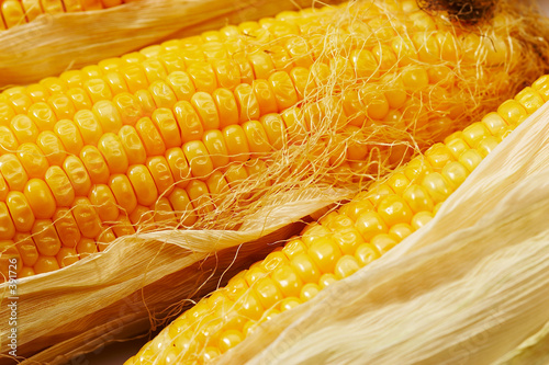 golden maize