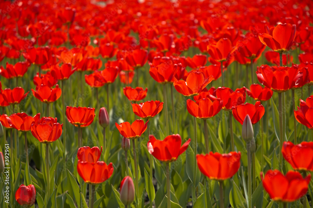 tulips tulips