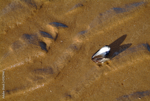 muschel im sand 11