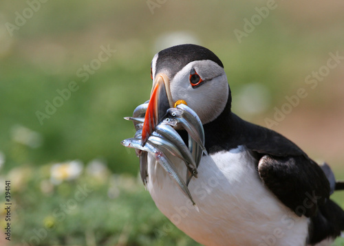 Fotografija hey fishface!