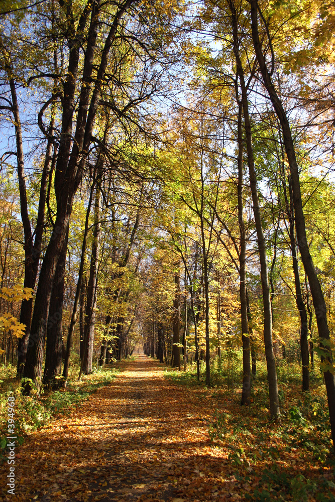 Fototapeta premium autumn avenue.