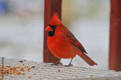 cardinal eating © Ernest Prim