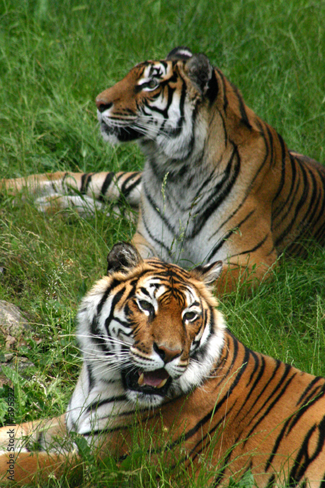Naklejka premium couple de tigre