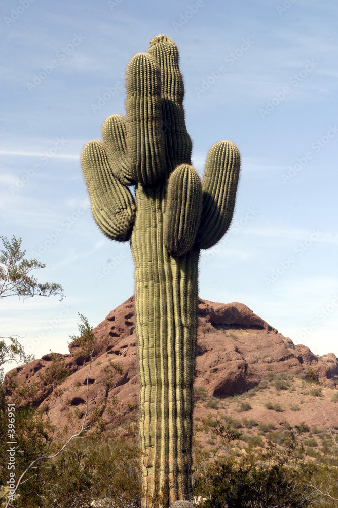 lone saguaro