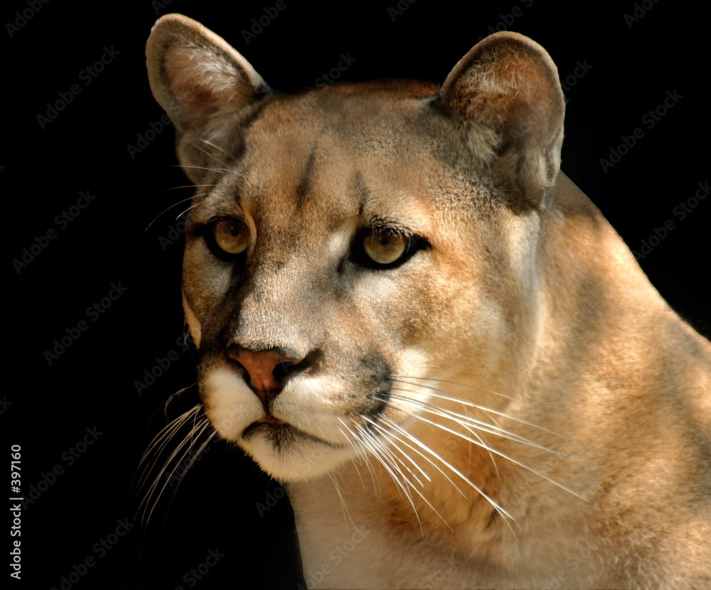 Fotografi cougar portrait