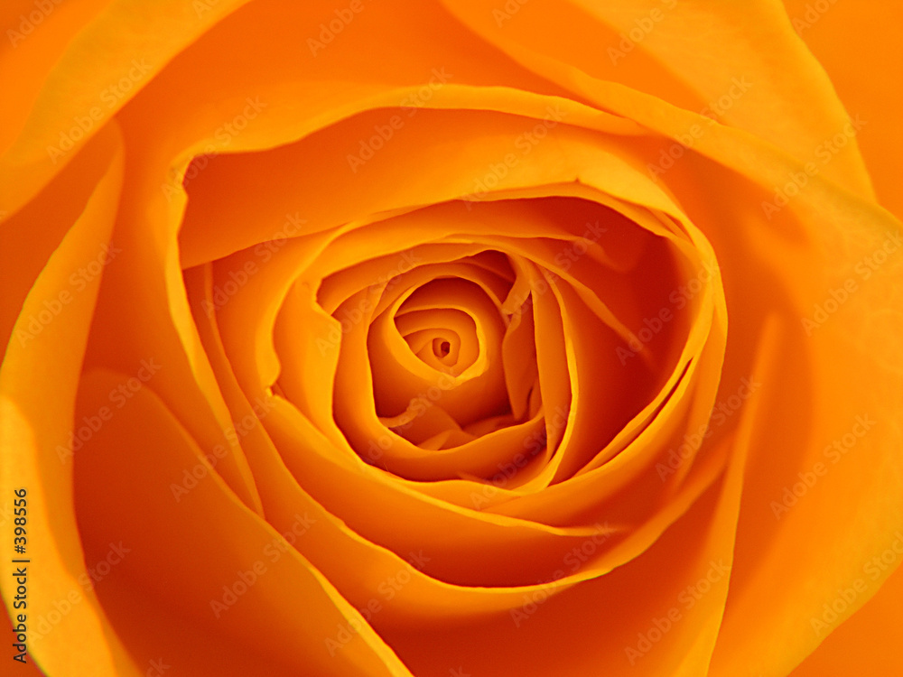 Naklejka premium orange rose