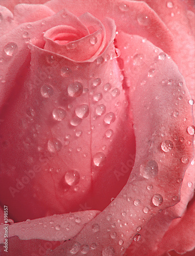 pink rose, droplets #398557