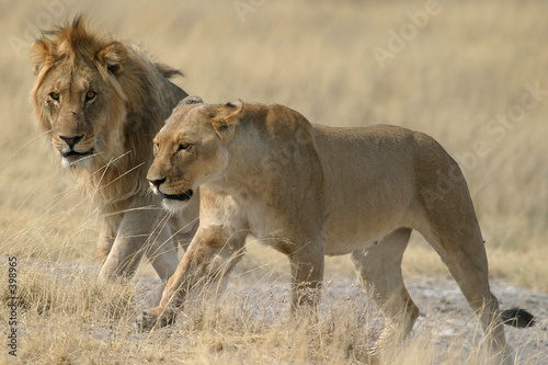 Fototapeta Naklejka Na Ścianę i Meble -  lions