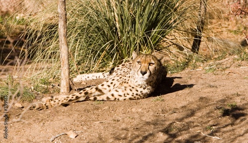 leopard photo