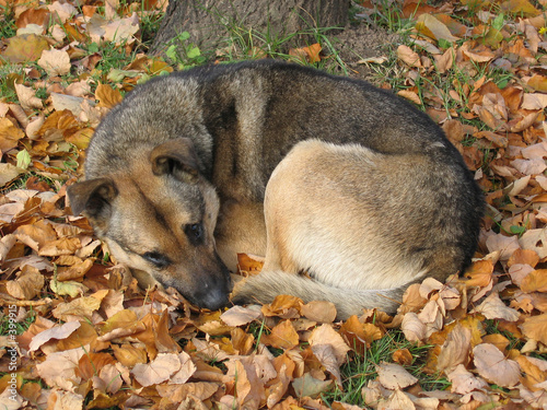 stray dog