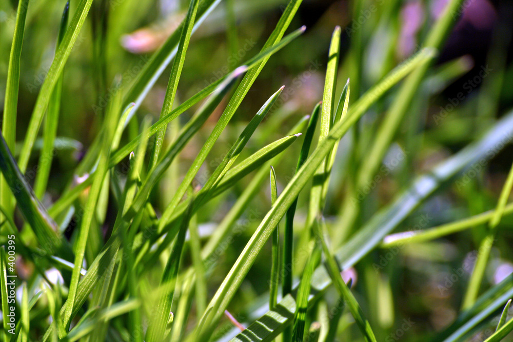 herbe herbe