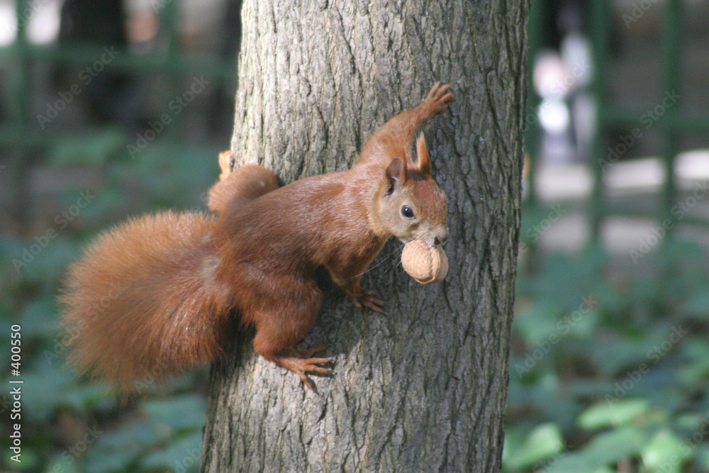 Картината върху платно squirrel