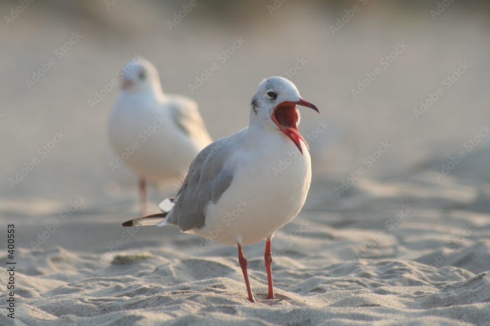 seagull's scream seagull's scream