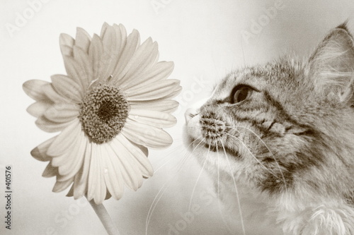 cat and flower