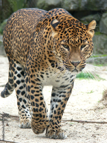 leopard #403908