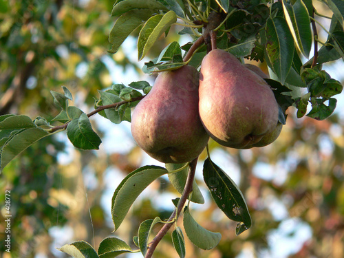 two pear