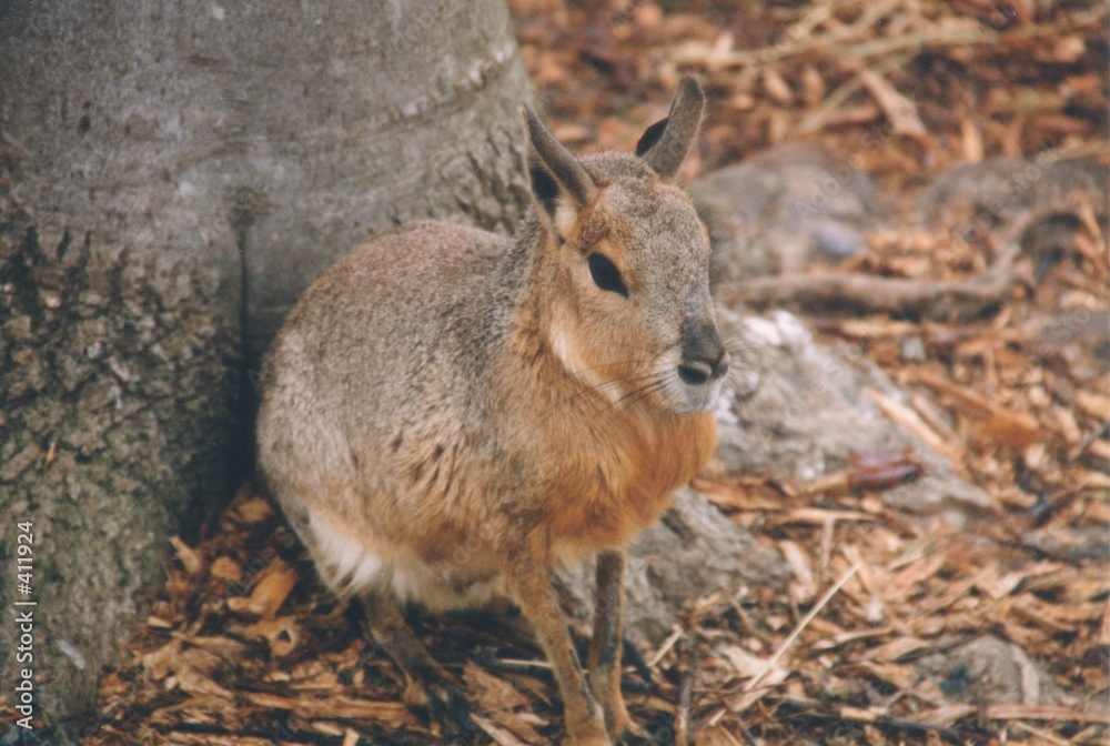 Fototapeta premium patagonian cavy