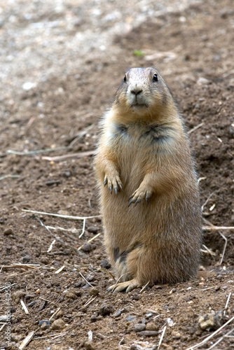 prairie dog on lookout