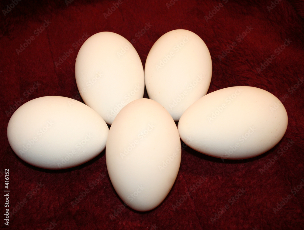 goose eggs goose eggs