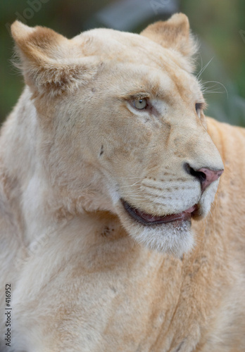 white lioness portrait