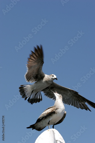 mouette