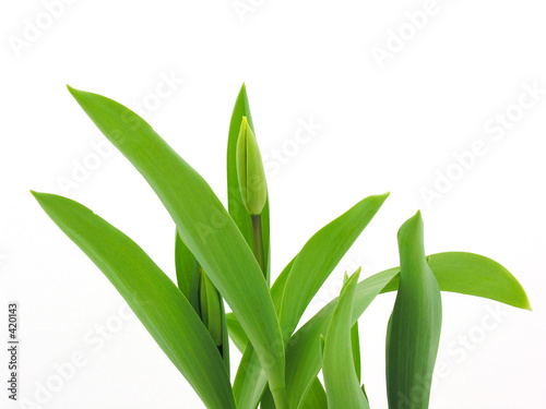 evolution tulipe 0