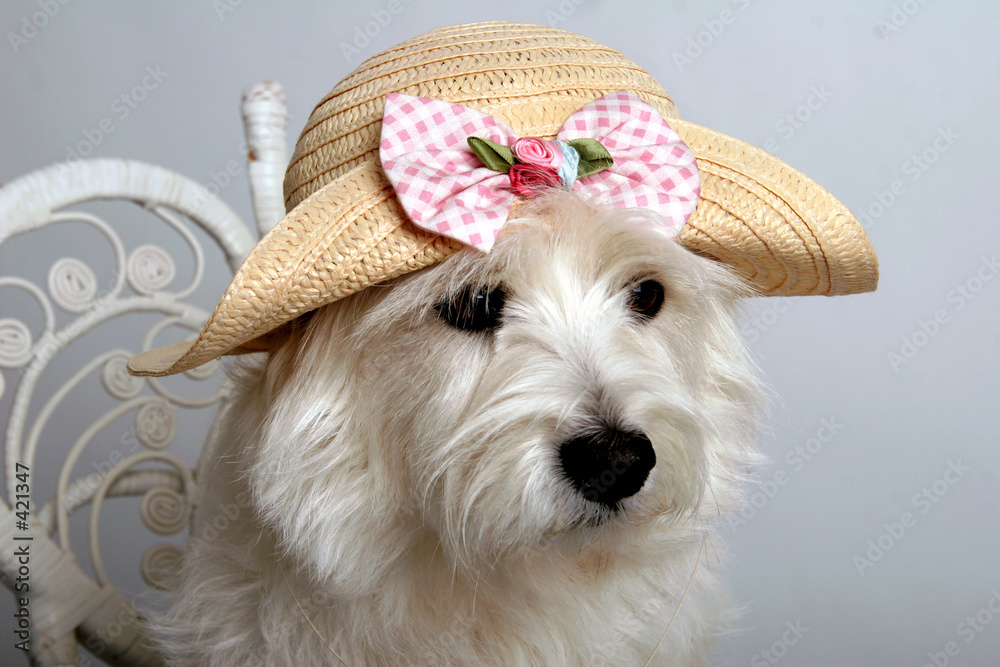 Φωτογραφία spring westie