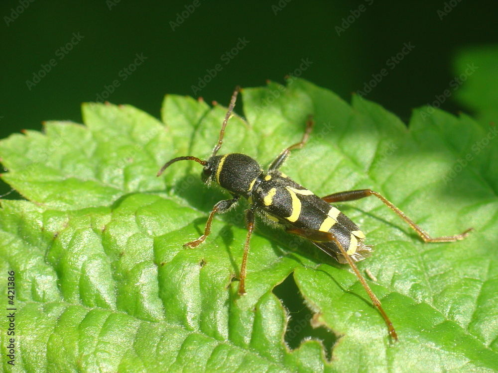 Naklejka premium wasp beetle