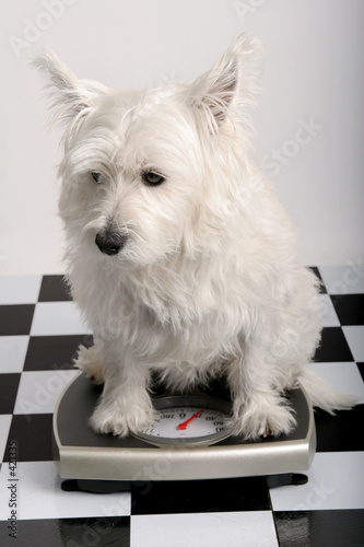 westie weighing in