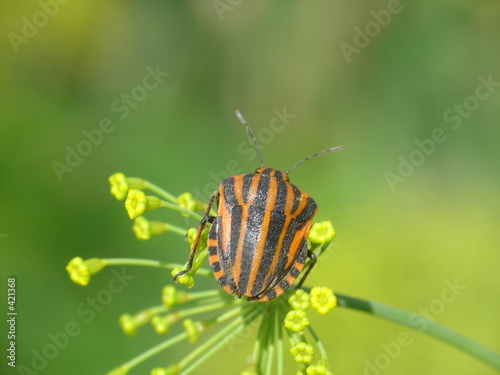 the striped shield bug