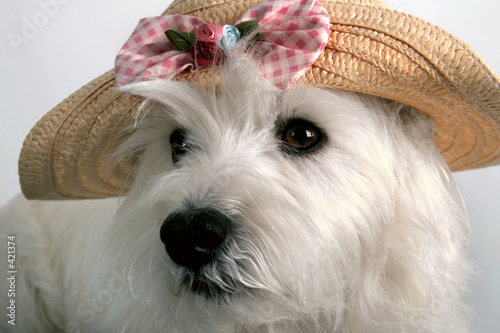 spring hat