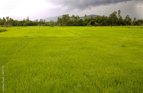 vietnam  rice field