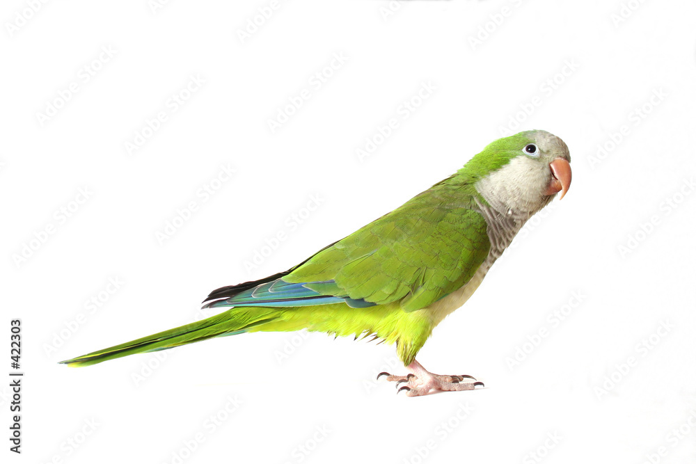 Fototapeta premium quaker parrot