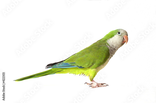 Canvastavla quaker parrot