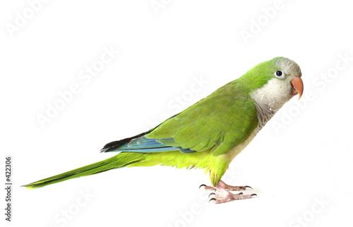 quaker parrot photo