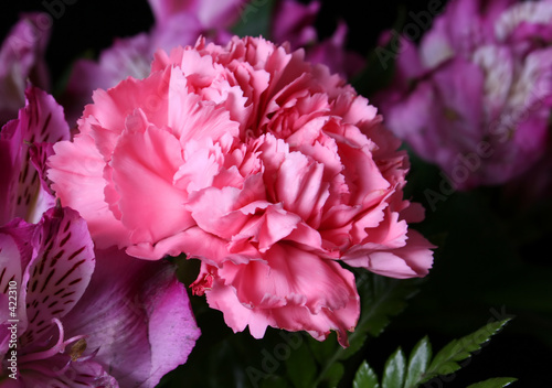 pink carnation