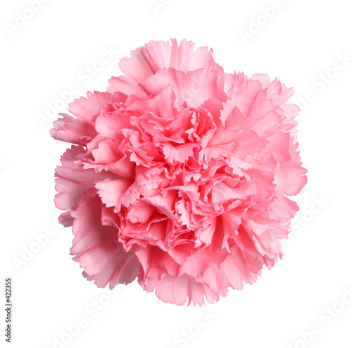 Fotografie pretty in pink